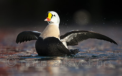 BB 12 0479 / Somateria spectabilis / Praktærfugl